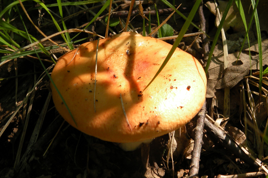Due funghi dalla collina reggiana